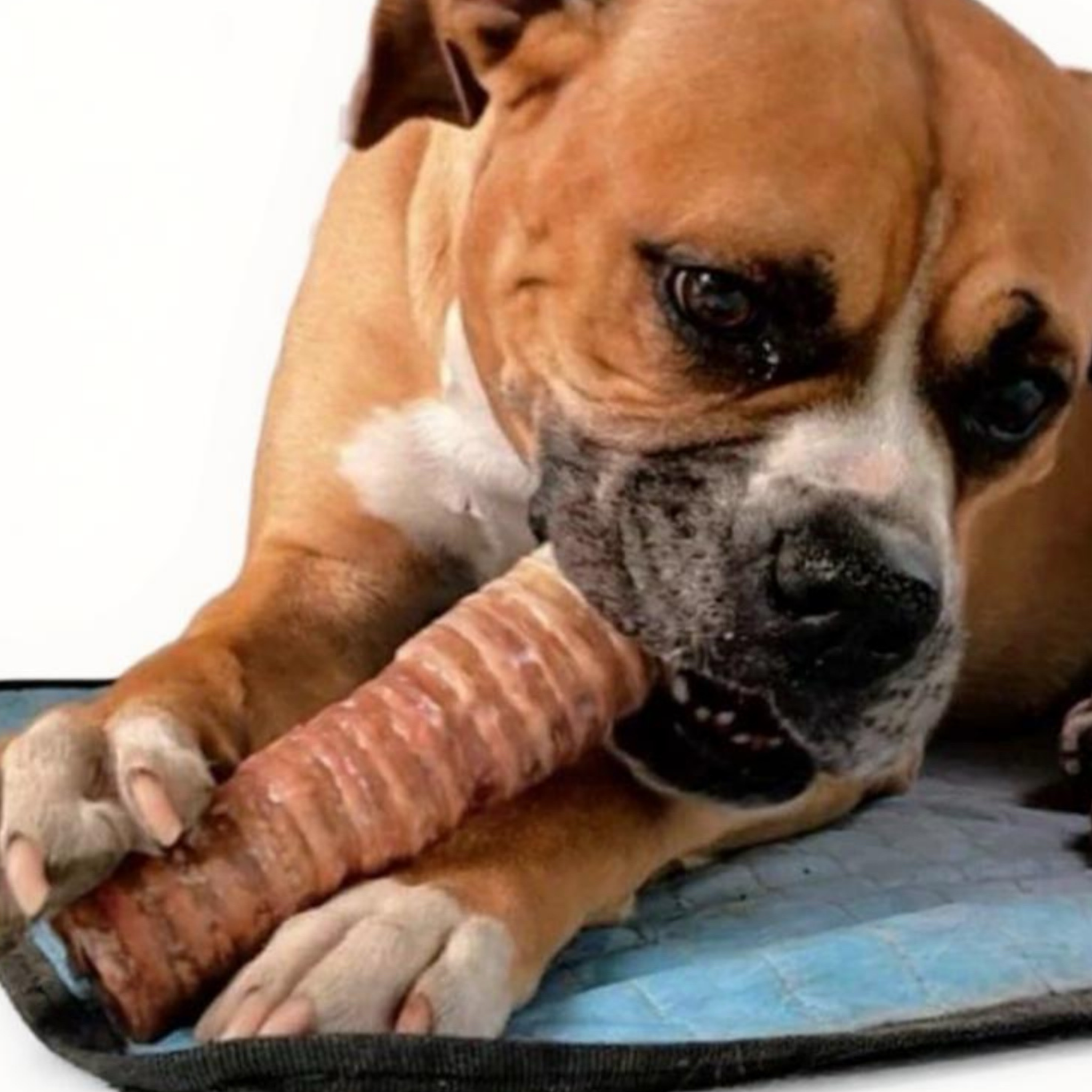 Tráquea de Res Deshidratada 100% Natural para Perros | Unidad Grande