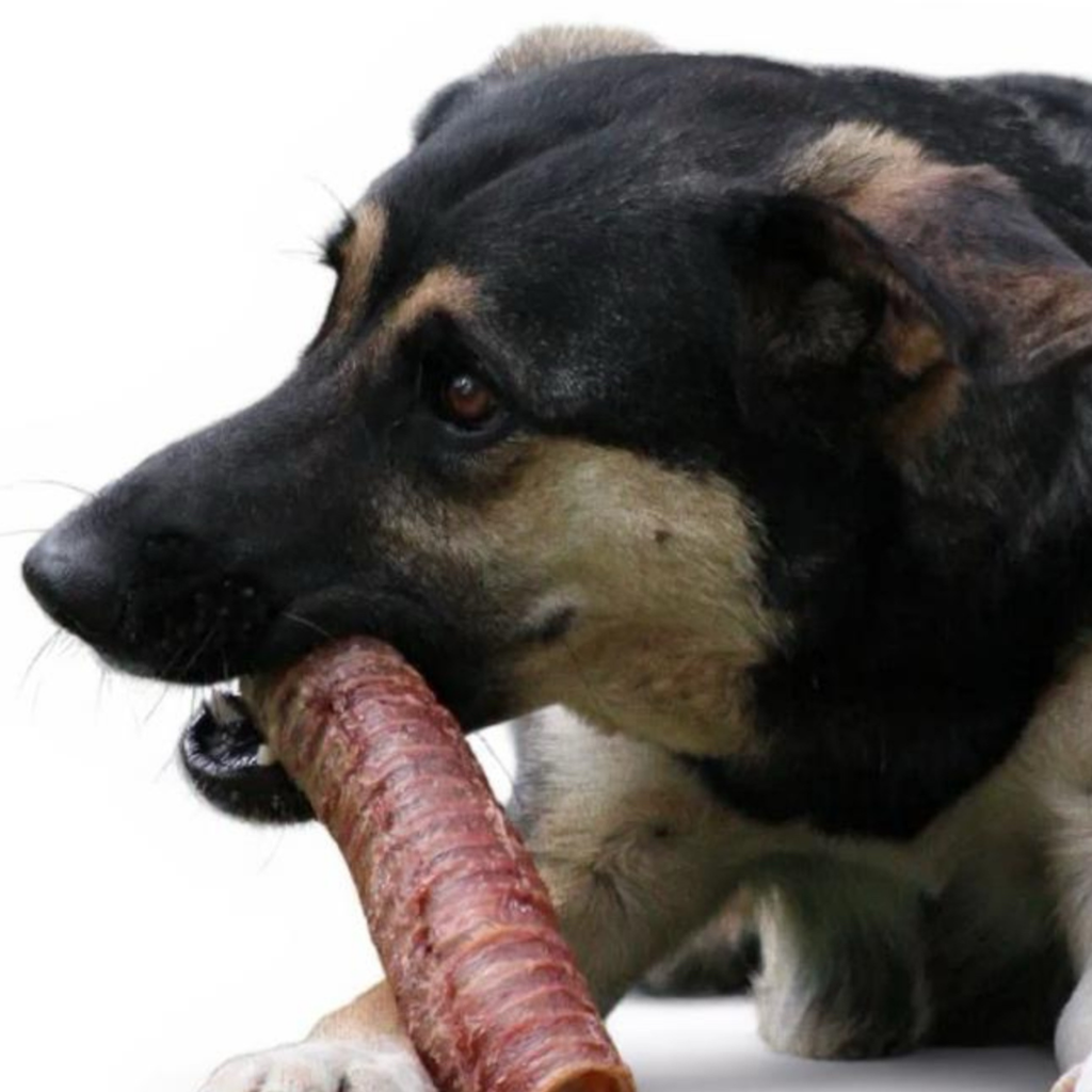 Tráquea de Res Deshidratada 100% Natural para Perros | Unidad Grande