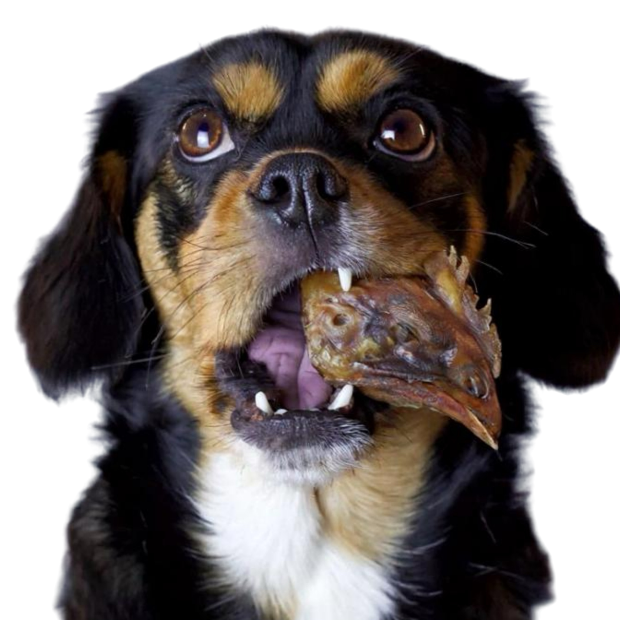Cabezas de Pollo Deshidratadas 100% Naturales para Perros y Gatos | Paquete x5 Unidades