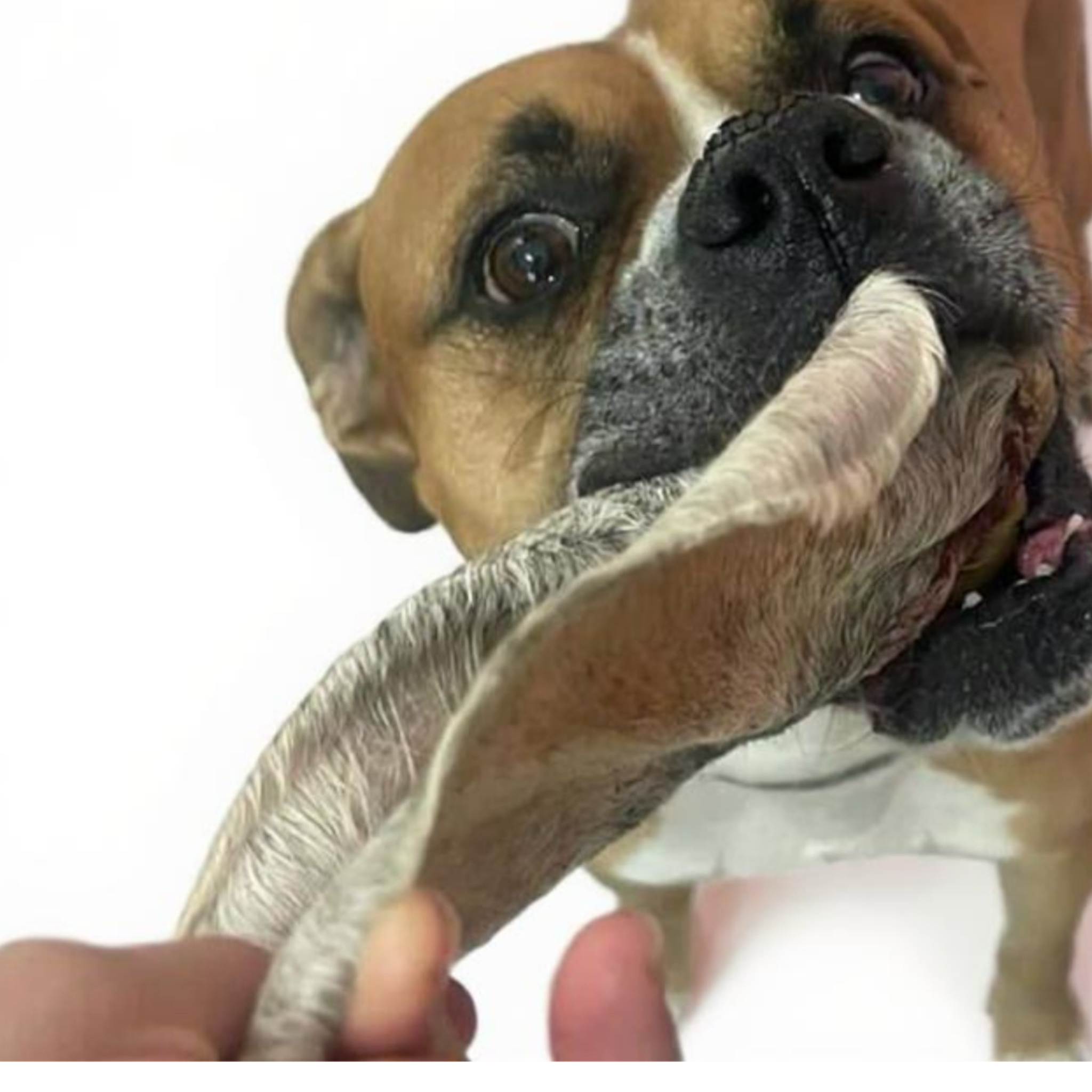 Orejas de Res con Pelo Deshidratadas 100% Naturales para Perros | Paquete x2 Unidades