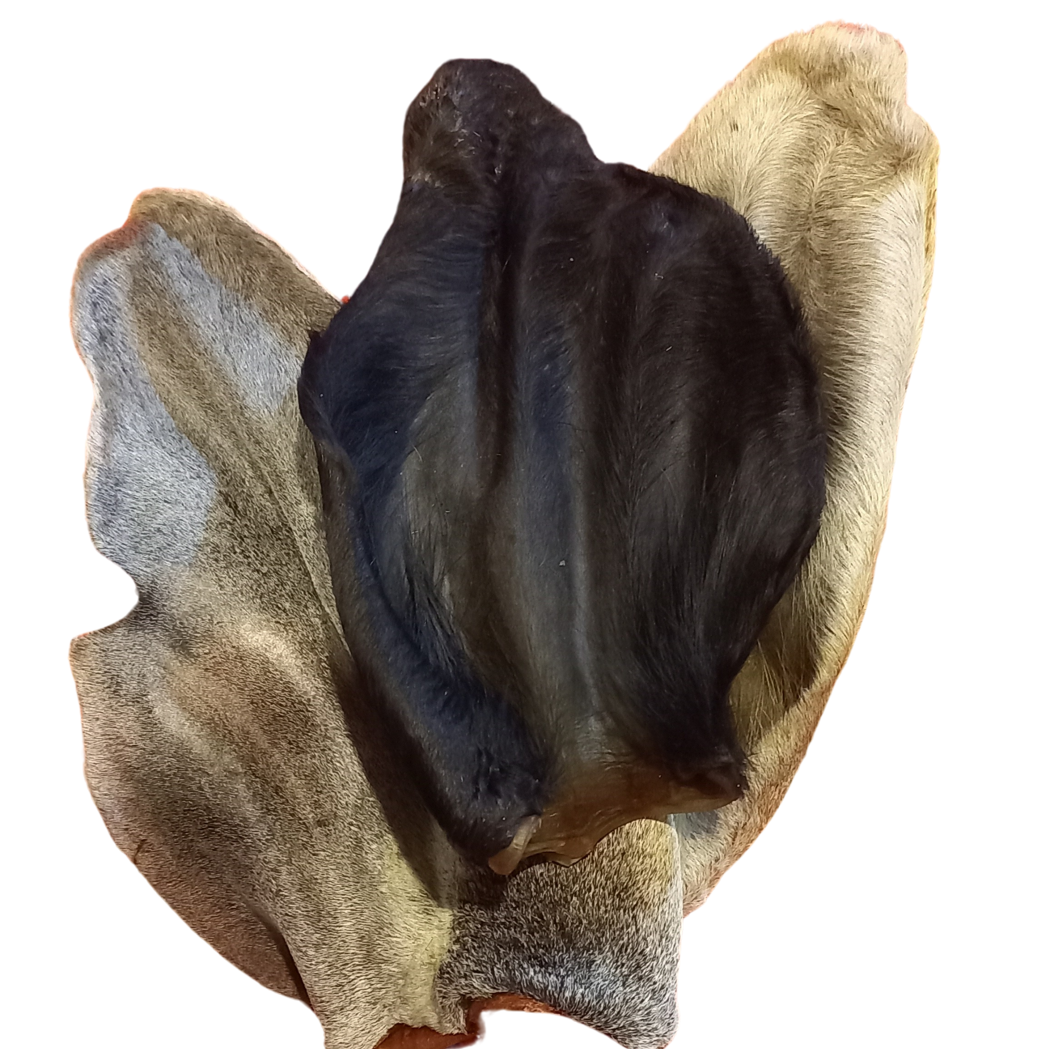 Orejas de Res con Pelo Deshidratadas 100% Naturales para Perros | Paquete x2 Unidades