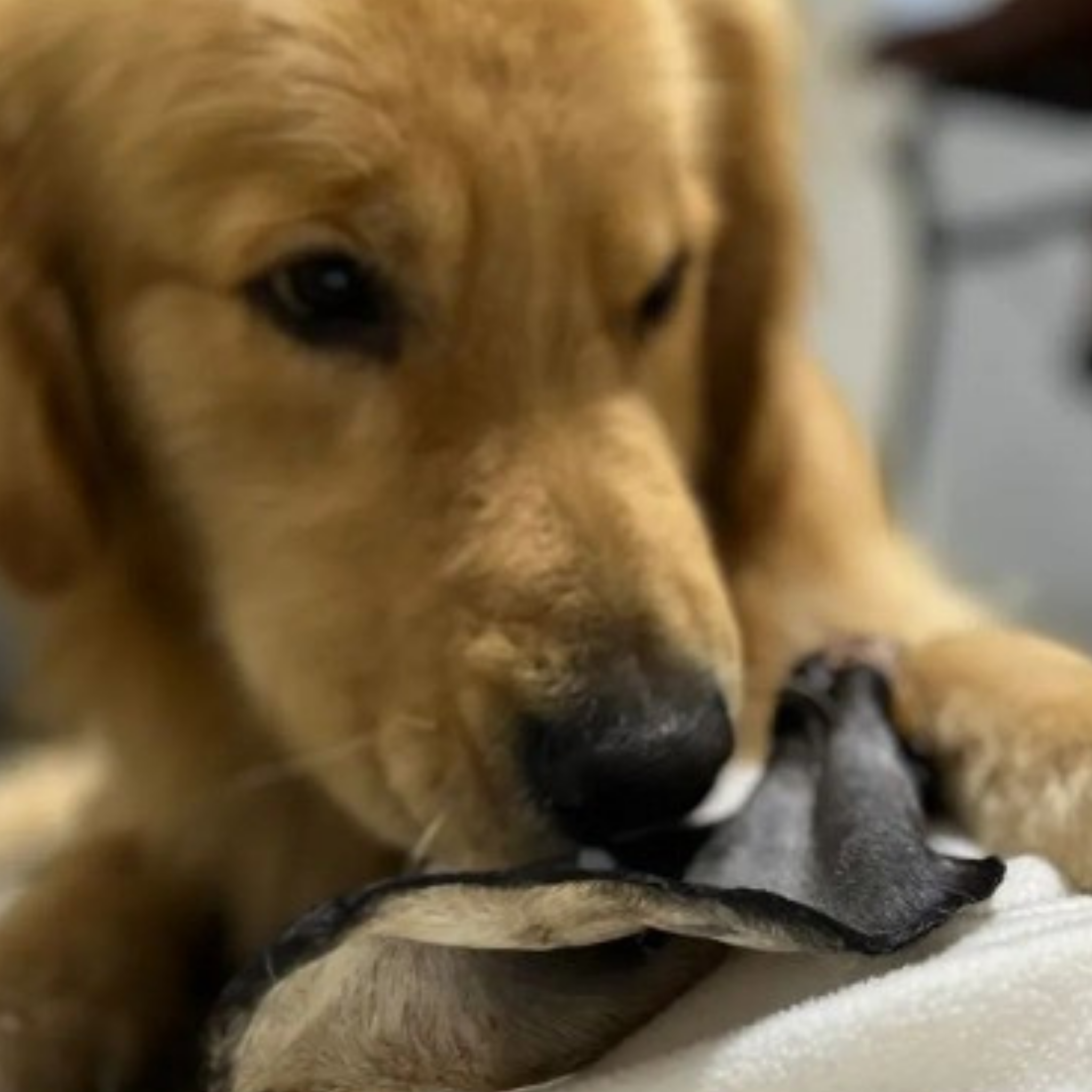 Orejas de Res con Pelo Deshidratadas 100% Naturales para Perros | Paquete x2 Unidades