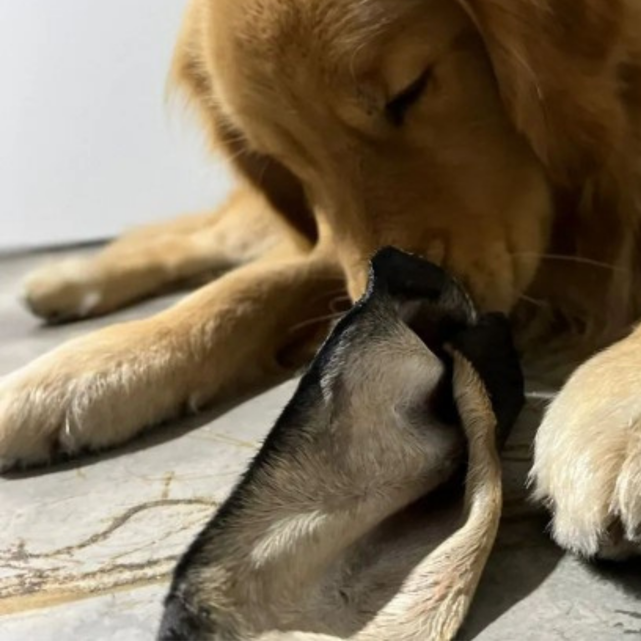Orejas de Res con Pelo Deshidratadas 100% Naturales para Perros | Paquete x2 Unidades