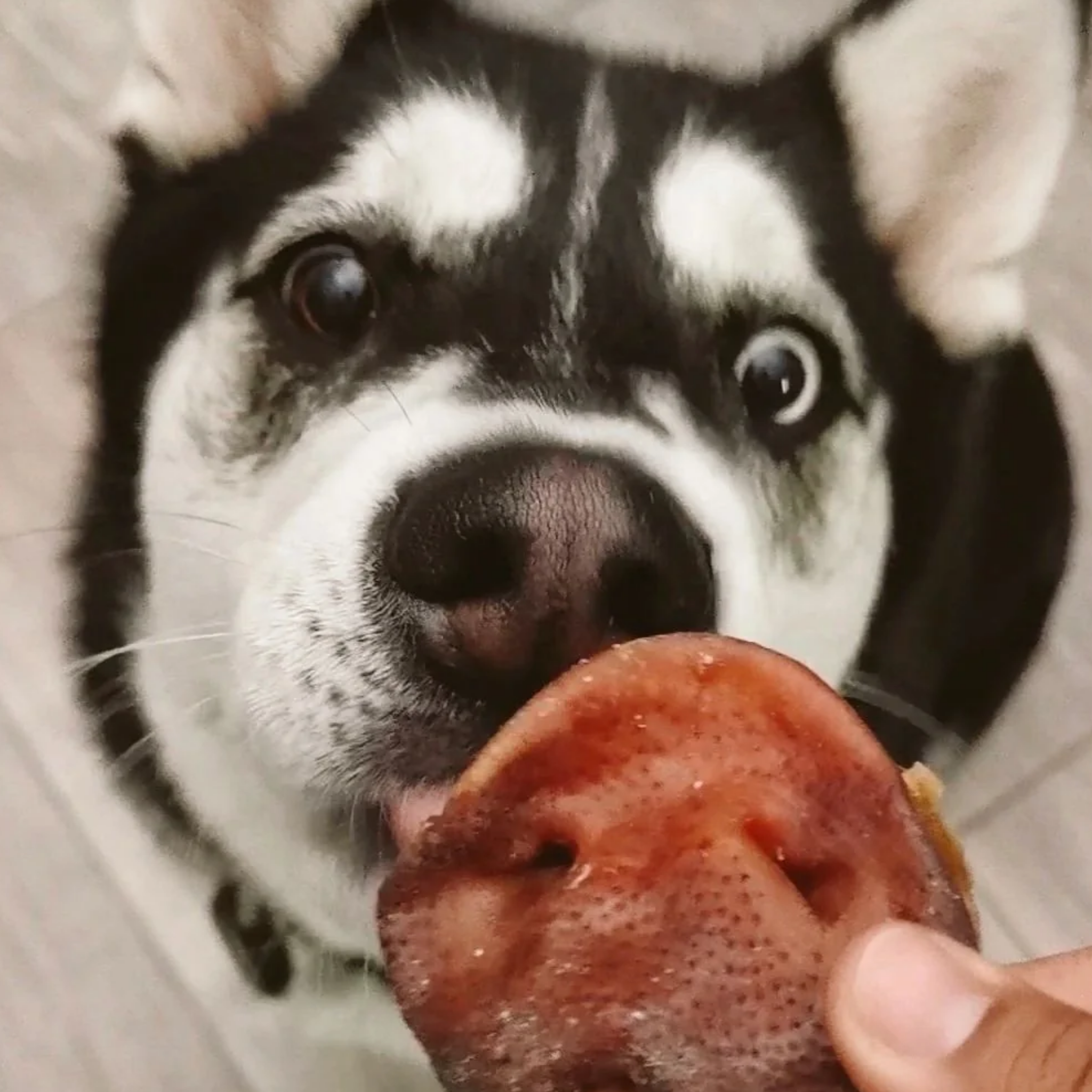 Trompas de Cerdo Deshidratadas 100% Naturales para Perros y Gatos | Paquete x6 Unidades
